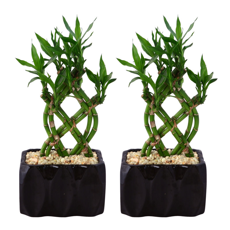 Costa Farms 2 Piece Live Bamboo Plant in Planter Set & Reviews Wayfair